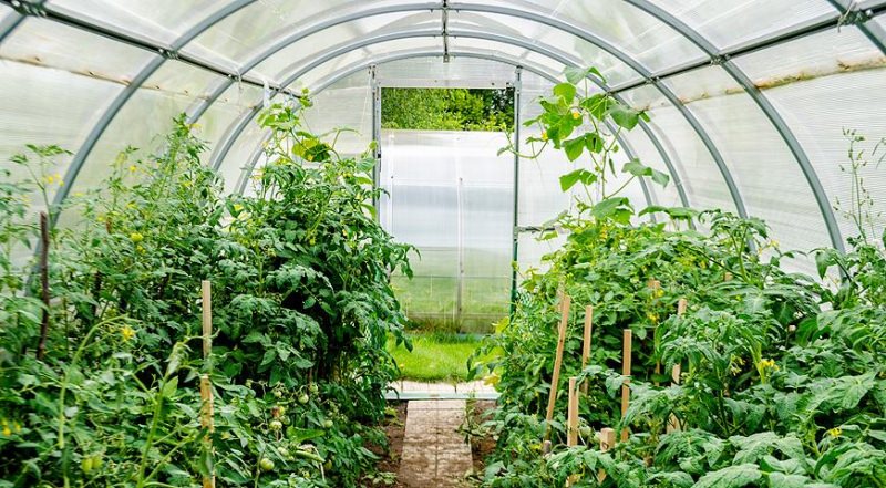 Какой поликарбонат лучше подходит для теплицы