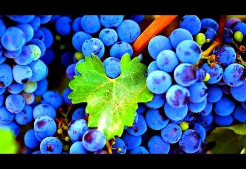 Какова история египетского сонника, если отличительные черты и особенности трактовки сновидений