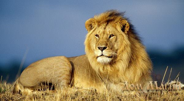 Какова история египетского сонника, если отличительные черты и особенности трактовки сновидений