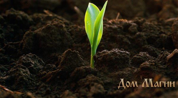 Какова история египетского сонника, если отличительные черты и особенности трактовки сновидений