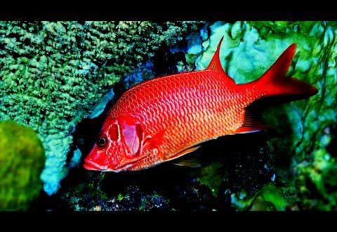 Какова история египетского сонника, если отличительные черты и особенности трактовки сновидений