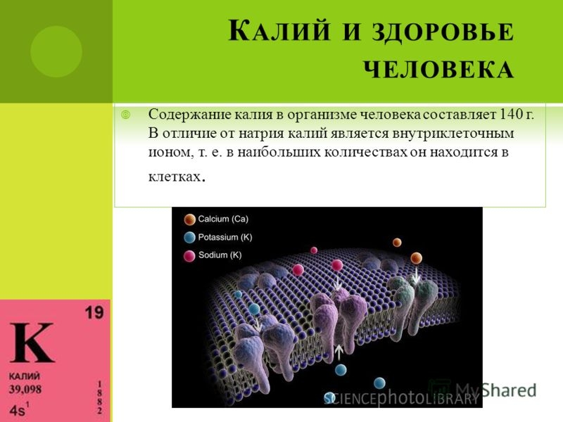 Калий в организме человека функции