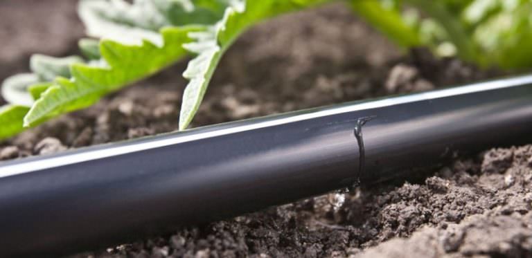 Капельная лента для полива: характеристика видов и правила монтажа