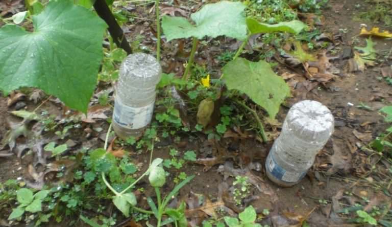 Капельный полив из пластиковых бутылок: как сделать своими руками и в чем преимущества способа