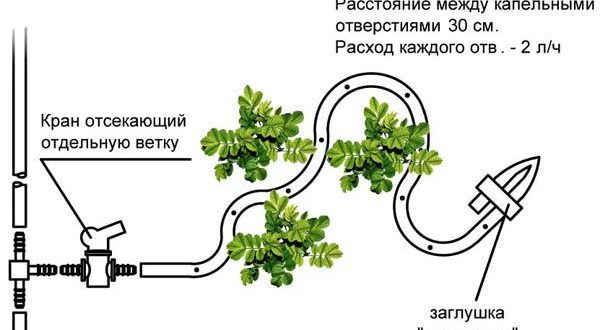 Капиллярный полив: принцип работы и достоинства системы