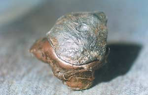 Карабин СКС: технические характеристики, отличия охотничьего от боевого, калибр и разборка