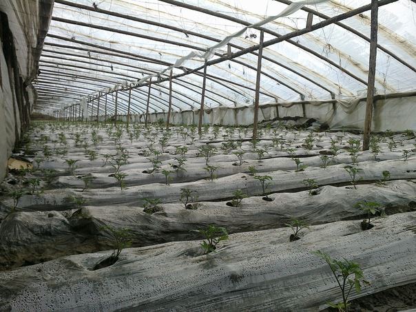 Китайские теплицы: характеристика, преимущества и этапы установки