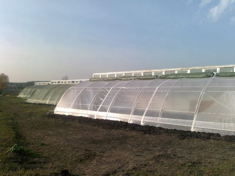 Китайские теплицы: характеристика, преимущества и этапы установки