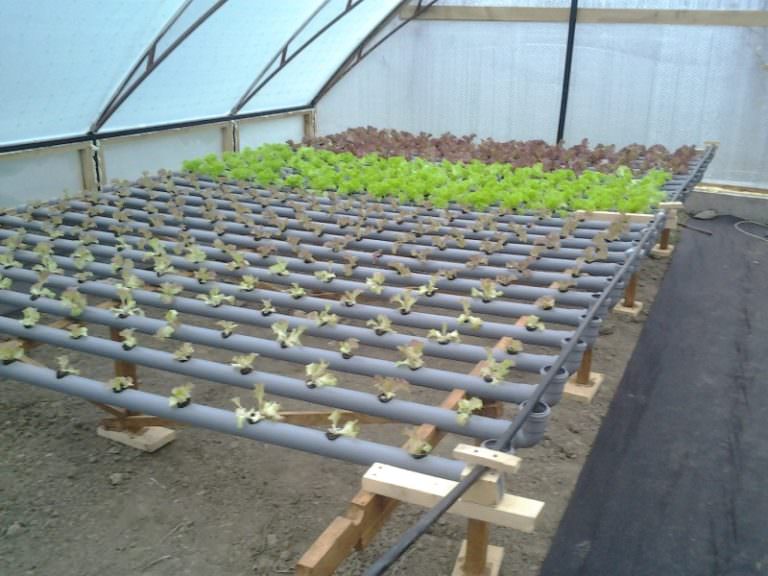 Китайские теплицы: характеристика, преимущества и этапы установки