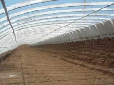 Китайские теплицы: характеристика, преимущества и этапы установки