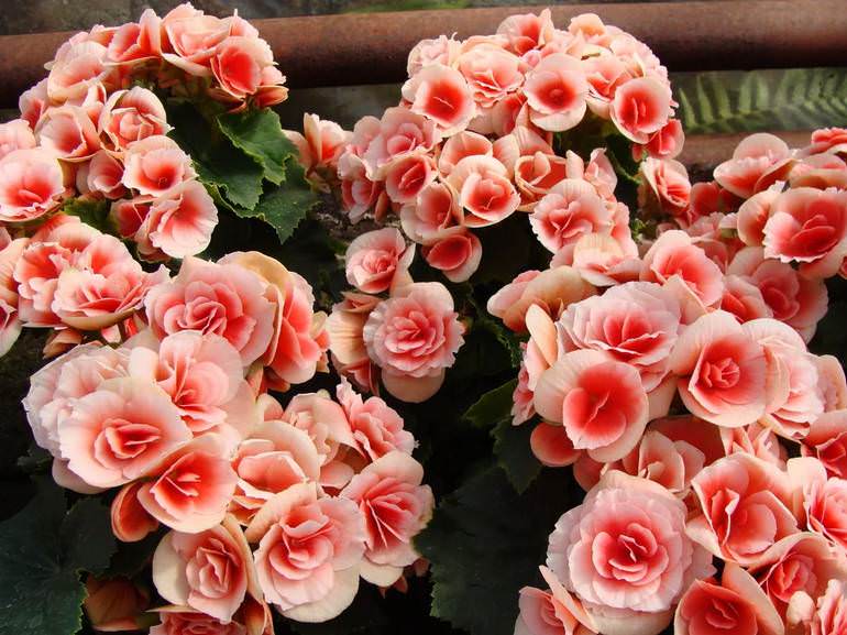 Клубневая бегония – посадка и уход от а до я