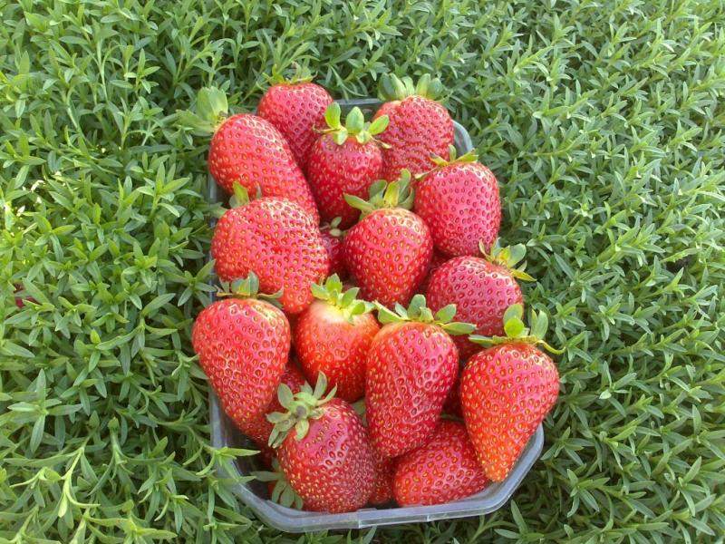 Клубника сорта альбион: характеристика и правила выращивания