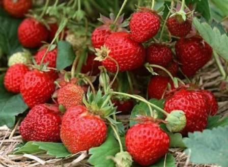 Клубника: выращивание круглый год и особенности подготовки к зиме