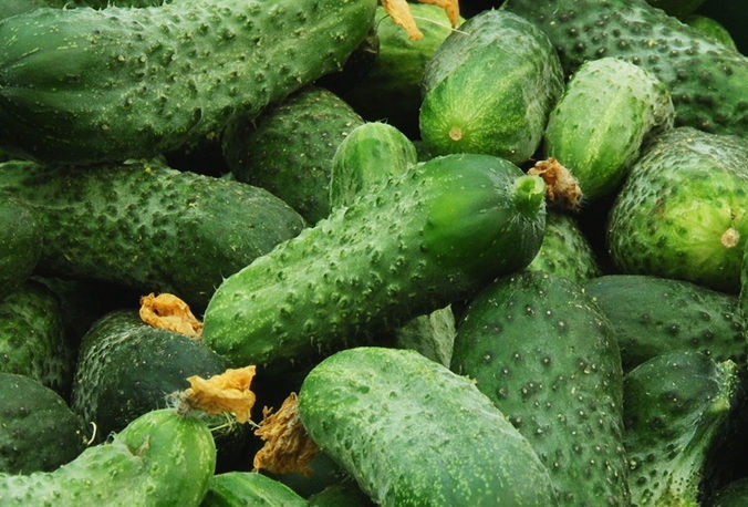 Когда и как проводить сбор урожая огурцов?