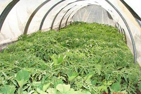 Когда и как следует высаживать помидоры в теплицу в подмосковье