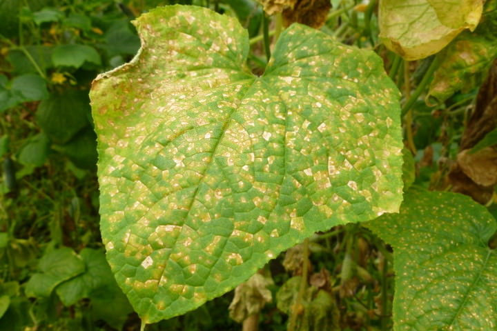 Когда и почему желтеют листья у огурцов