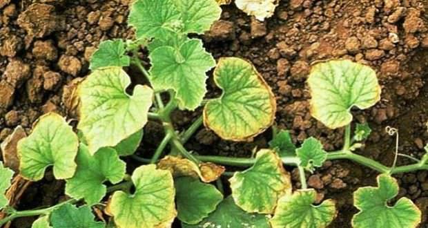 Когда и почему желтеют листья у огурцов
