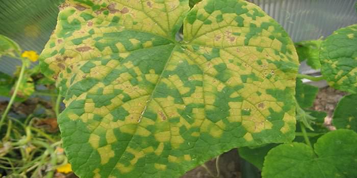Когда и почему желтеют листья у огурцов