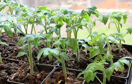 Когда пикировать помидоры: порядок действий после подрастания всходов