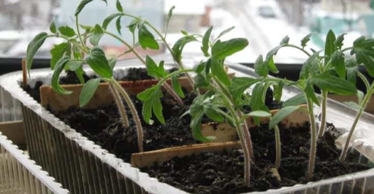 Когда пикировать помидоры: порядок действий после подрастания всходов