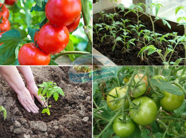 Когда сажать капусту на рассаду в 2018 году: советы опытных огородников и лунного календаря