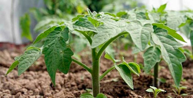 Когда сажать капусту на рассаду в 2018 году: советы опытных огородников и лунного календаря