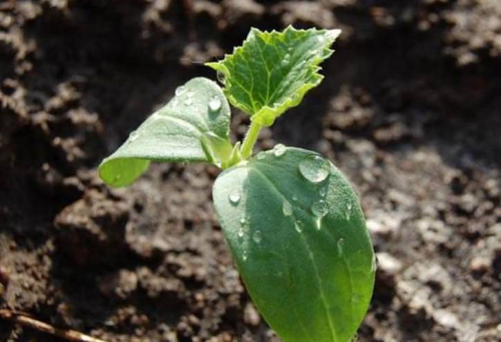 Когда сажать огурцы: оптимальные сроки для открытого грунта и теплицы