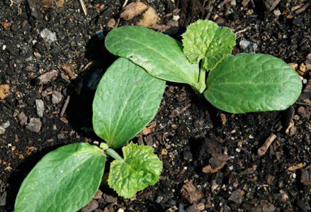 Когда сажать огурцы: оптимальные сроки для открытого грунта и теплицы