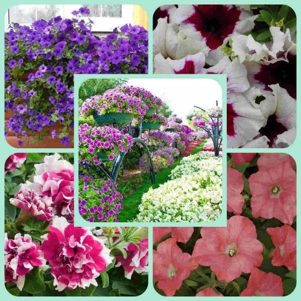 Когда сажать петунию на рассаду в 2018 году: основные правила