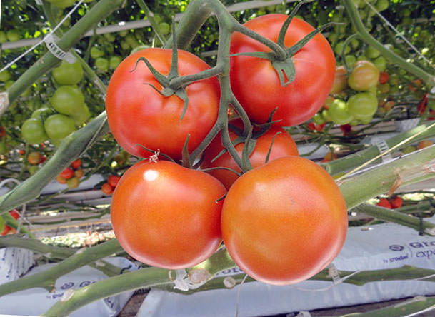 Когда следует снимать помидоры в теплице