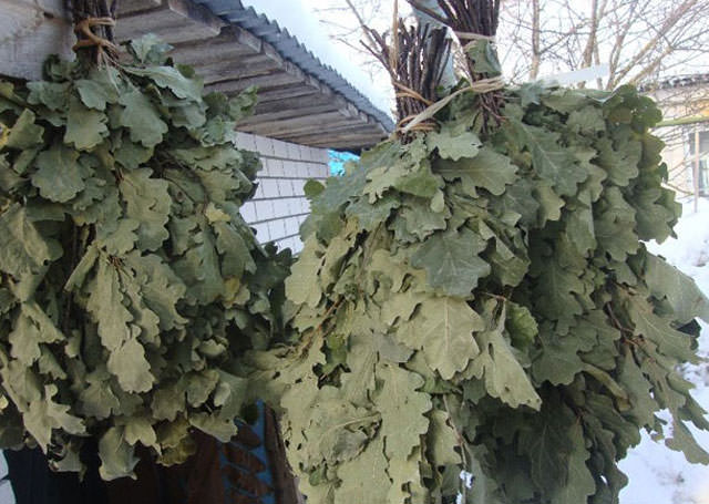 Когда заготавливать банные веники: заготовка, как вязать из березы, когда собирать березовые и дубовые веники, сроки, как правильно заготовить, когда вяжут, как готовить, фото и видео – всё о банях