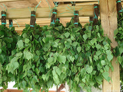 Когда заготавливать банные веники: заготовка, как вязать из березы, когда собирать березовые и дубовые веники, сроки, как правильно заготовить, когда вяжут, как готовить, фото и видео – всё о банях