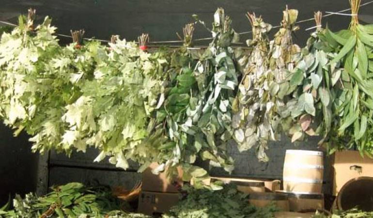 Когда заготавливать банные веники: заготовка, как вязать из березы, когда собирать березовые и дубовые веники, сроки, как правильно заготовить, когда вяжут, как готовить, фото и видео – всё о банях