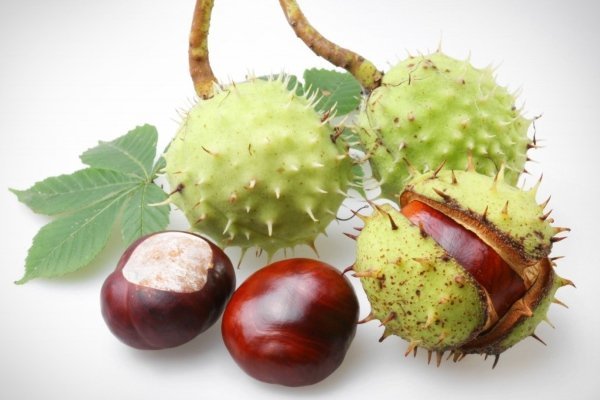 Конский каштан от варикоза: рецепты, мази, настойки