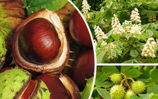 Конский каштан от варикоза: рецепты, мази, настойки