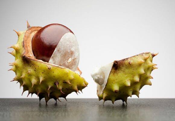 Конский каштан от варикоза: рецепты, мази, настойки