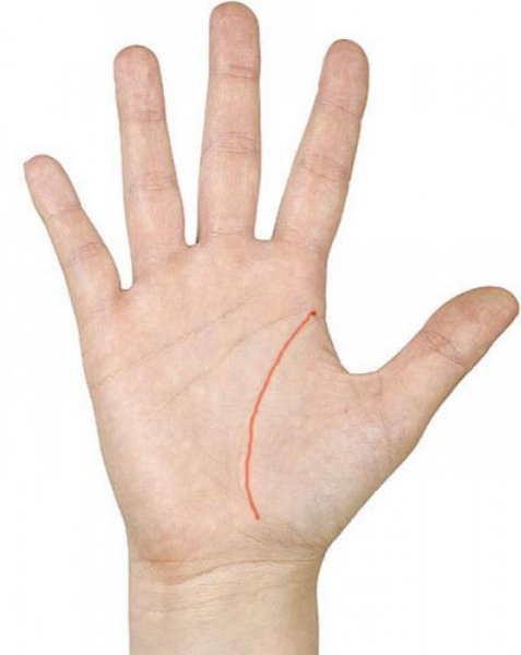 Короткая линия жизни? На самом деле жизнь коротка, или это миф?