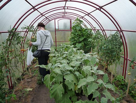 Кремлевские теплицы: характеристика и комплектация