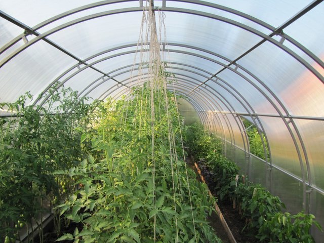 Кремлевские теплицы: характеристика и комплектация