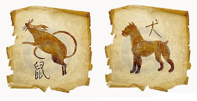 Крыса и собака: совместимость женщины и мужчины на все случаи жизни