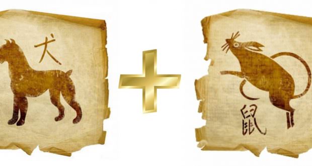 Крыса и собака: совместимость женщины и мужчины на все случаи жизни