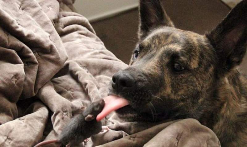 Крыса и собака: совместимость женщины и мужчины на все случаи жизни