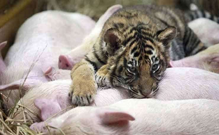 Крыса и тигр — совместимость мужчины и женщины: по китайскому гороскопу