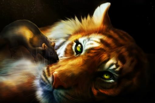 Крыса и тигр — совместимость мужчины и женщины: по китайскому гороскопу