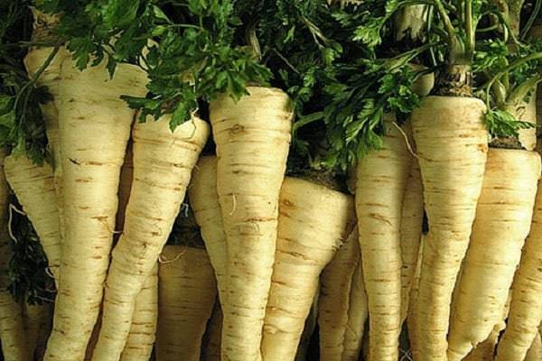 Кудрявая и корневая петрушка: технология домашнего и тепличного выращивания