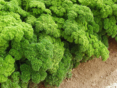 Кудрявая и корневая петрушка: технология домашнего и тепличного выращивания