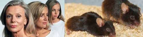 Кварцетин и рутин: что лучше и в чем разница (отличие составов, отзывы врачей)