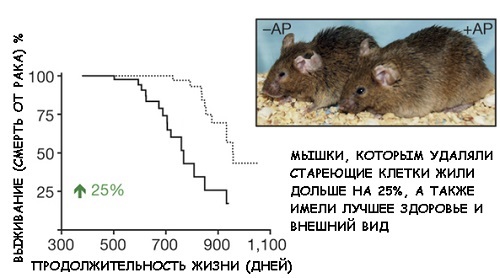 Кварцетин и рутин: что лучше и в чем разница (отличие составов, отзывы врачей)
