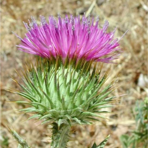 Лечение трофических язв в домашних условиях