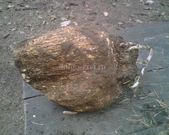 Лечение варикоцеле без операции: таблетки, народные средства, отзывы мужчин